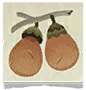 ItemIcon Reagent Acorn Medium.png