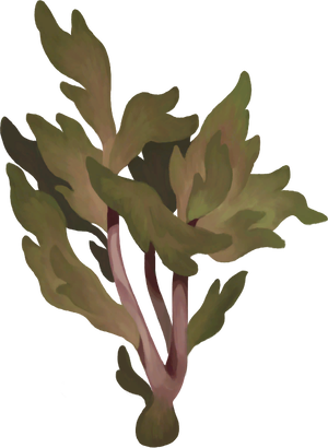 Endeavour-TangledPlant-1.png